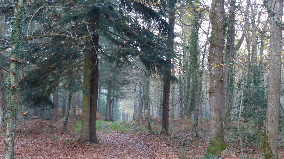 Arbre de l'année : le chêne et le sapin amoureux de Villeneuve-Saint-Salves parmi les finalistes