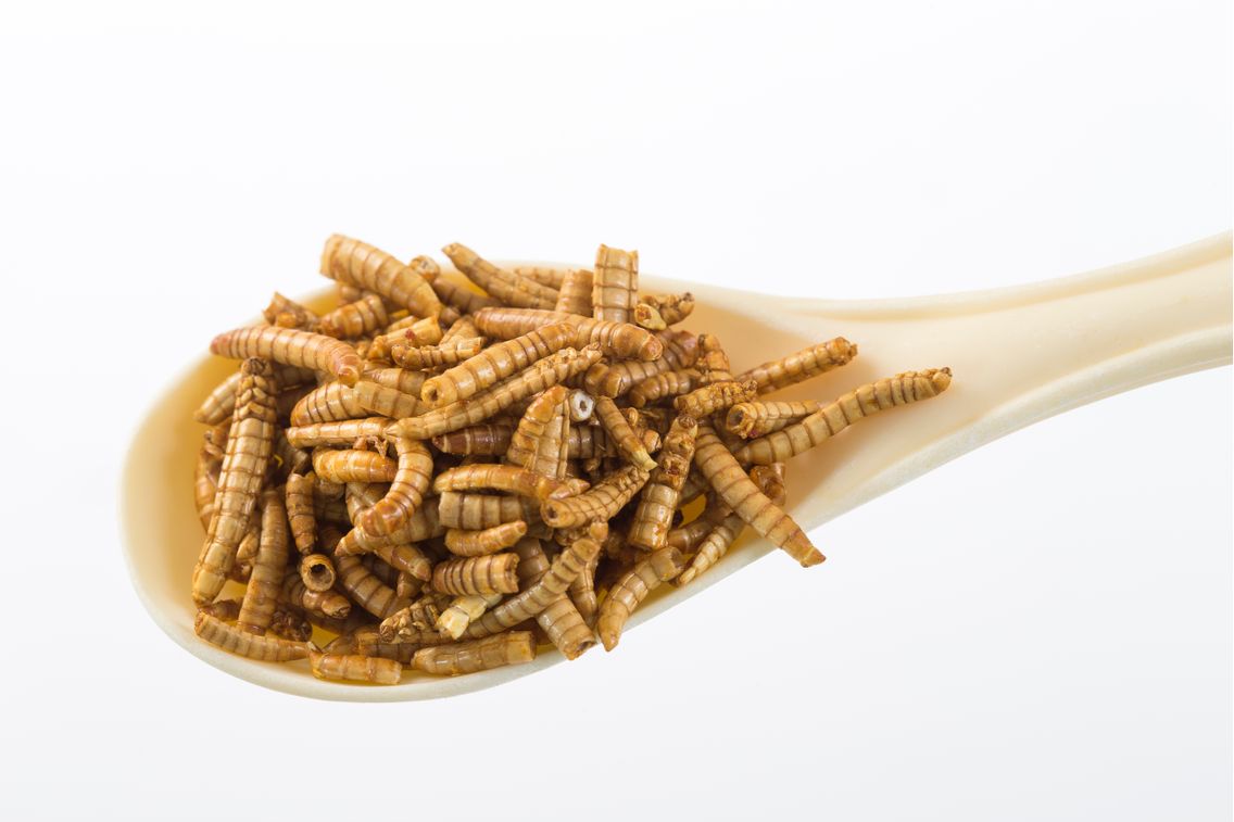 Les Insectes Dans Nos Assiettes