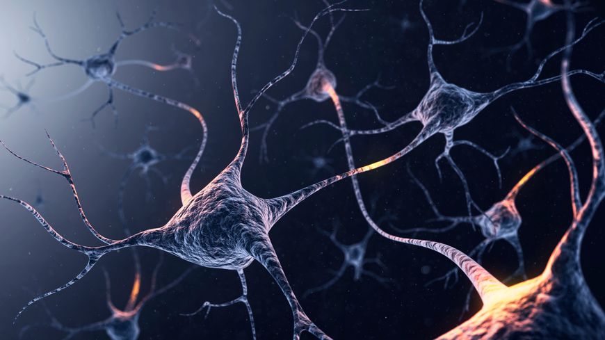 Des connexions neuronales s'activent au contact de l'art