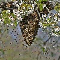 L’intelligence des abeilles. Ici un essaim d'abeilles