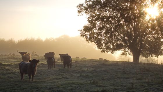 La technique du kulning est utilisée depuis des millénaires pour appeler les bêtes ©Getty - Anna Lindqvist / EyeEm