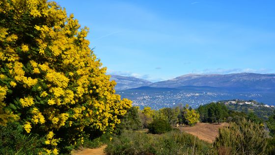 Paysage du Var ©Getty - Ichauvel