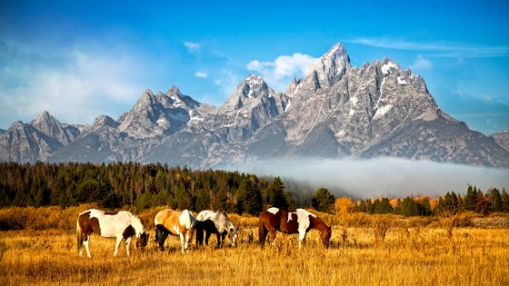 Ces chevaux pris en photo au pied des montagnes Rocheuses sont issus d'une race originaire des Appalaches, de l'autre côté du pays. Les chevaux voyagent. ©Getty - Betty Wiley
