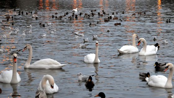 Des canards, des cygnes et des mouettes sur un lac (Prague, République tchèque) ©Getty - Yoann Audrain / EyeEm