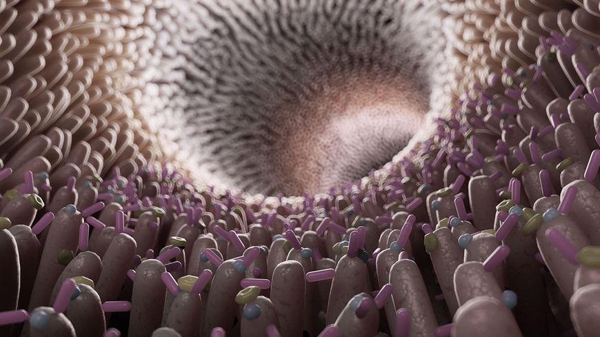 Le microbiote intestinal
