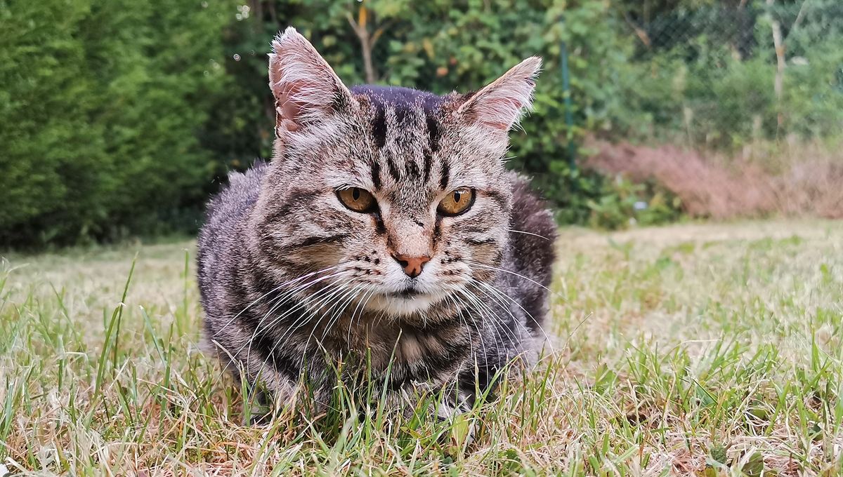 Plusieurs Chats Retrouves Empoisonnes Ces Dernieres Semaines A Daon En Mayenne