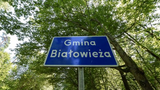 La forêt de Białowieża, aussi appelée en français forêt de Bialovèse ou forêt de Belovej, est l'une des dernières forêts primaires d'Europe, à cheval sur les territoires polonais et biélorusse. ©Getty - Images Pologne / v / Karol Serewis
