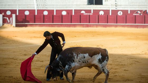 Entraînement d'un novillero (jeune torero qui n'est pas encore matador), dans une arène en Andalousie, en Espagne. ©Getty - SOPA Images