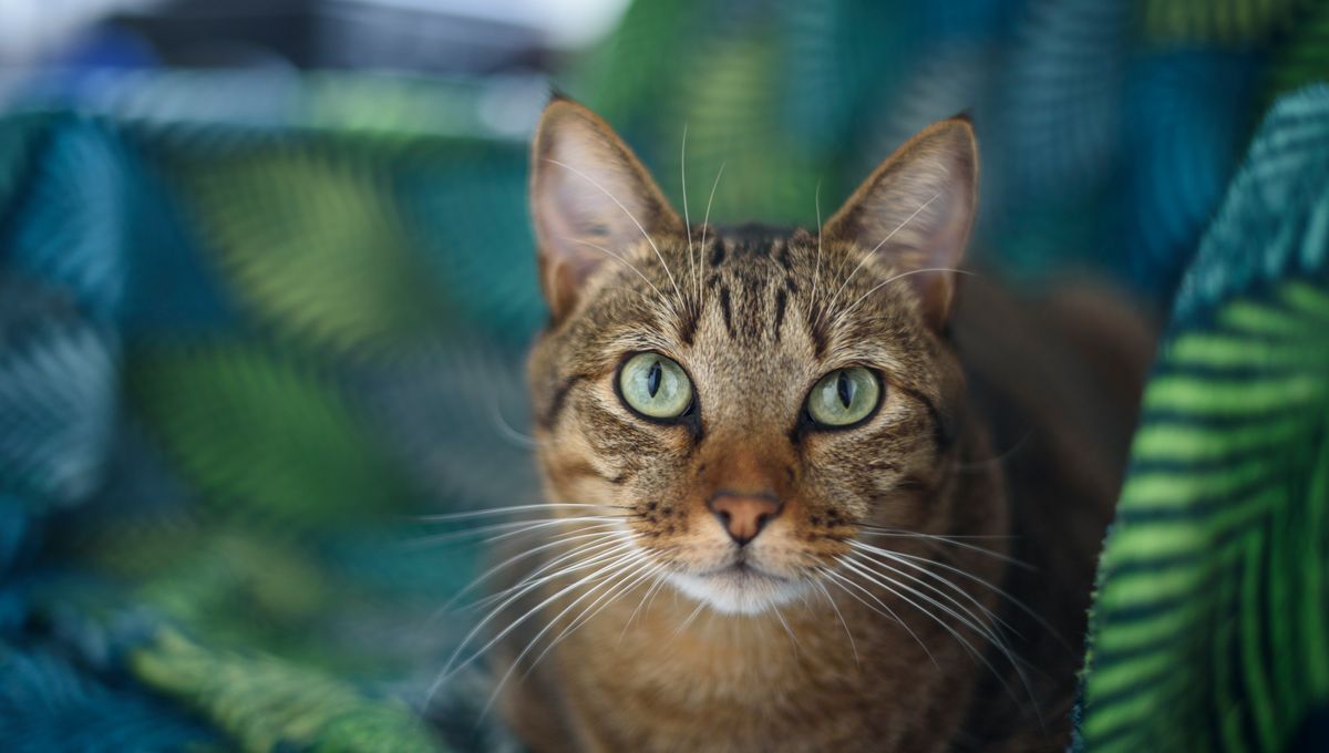 Ethnologie Historique Des Chats