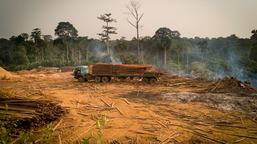 Le virus Ebola en Afrique s’est propagé particulièrement dans les zones déforestées.