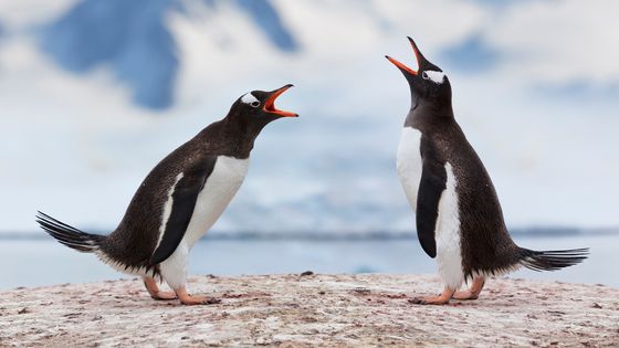 À la découverte de l'éco-acoustique et les procédés de communications sonores de la nature ©Getty - Grafissimo