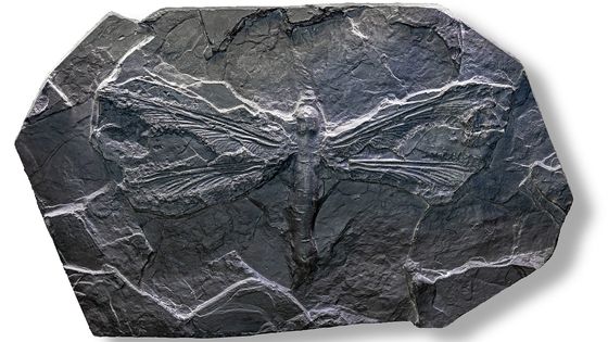 Composite de l'empreinte d'un Meganeura, genre aujourd'hui éteint et qu'on peut décrire comme une une libellule géante. Musée de Lodève. - Didier Descouens/WikimediaCommons/creativecommons.org