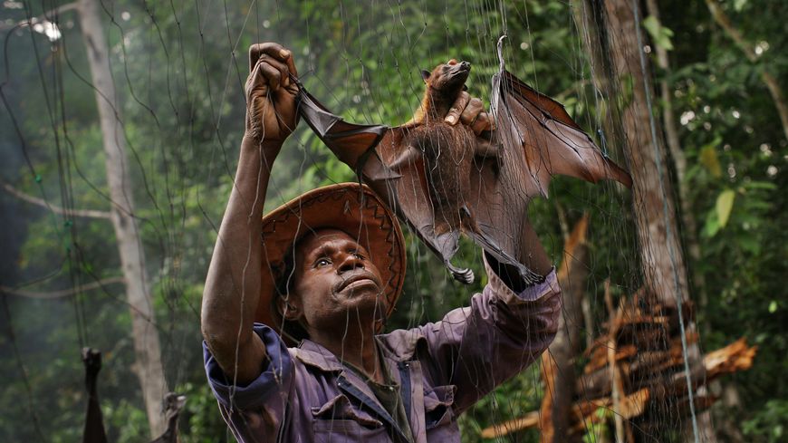 Un membre de la tribu Yangoru Boiken démêle une chauve-souris capturée d'un filet, en Papouasie-Nouvelle-Guinée.