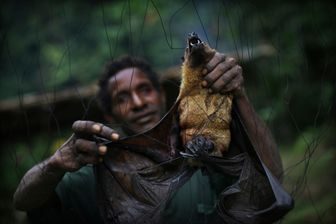 En Papouasie-Nouvelle-Guinnée, la tribu Yangoru Boiken attrape les chauves-souris en plaçant d'énormes filets pour piéger les animaux lorsqu'ils volent la nuit. En Papouasie-Nouvelle-Guinnée, la tribu Yangoru Boiken attrape les chauves-souris en plaçant d'énormes filets pour piéger les animaux lorsqu'ils volent la nuit.