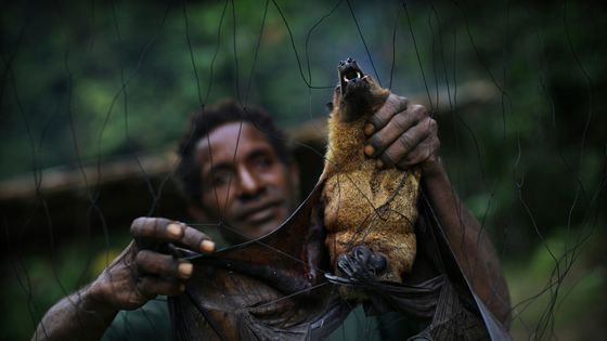 En Papouasie-Nouvelle-Guinnée, la tribu Yangoru Boiken attrape les chauves-souris en plaçant d'énormes filets pour piéger les animaux lorsqu'ils volent la nuit. ©Getty - Timothy Allen