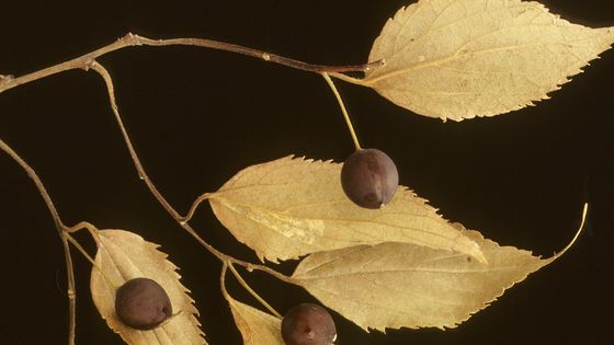 Celtis australis / Micocoulier de Provence / Ortie du Sud ©AFP - VIARD M / HorizonFeatures / Leemage