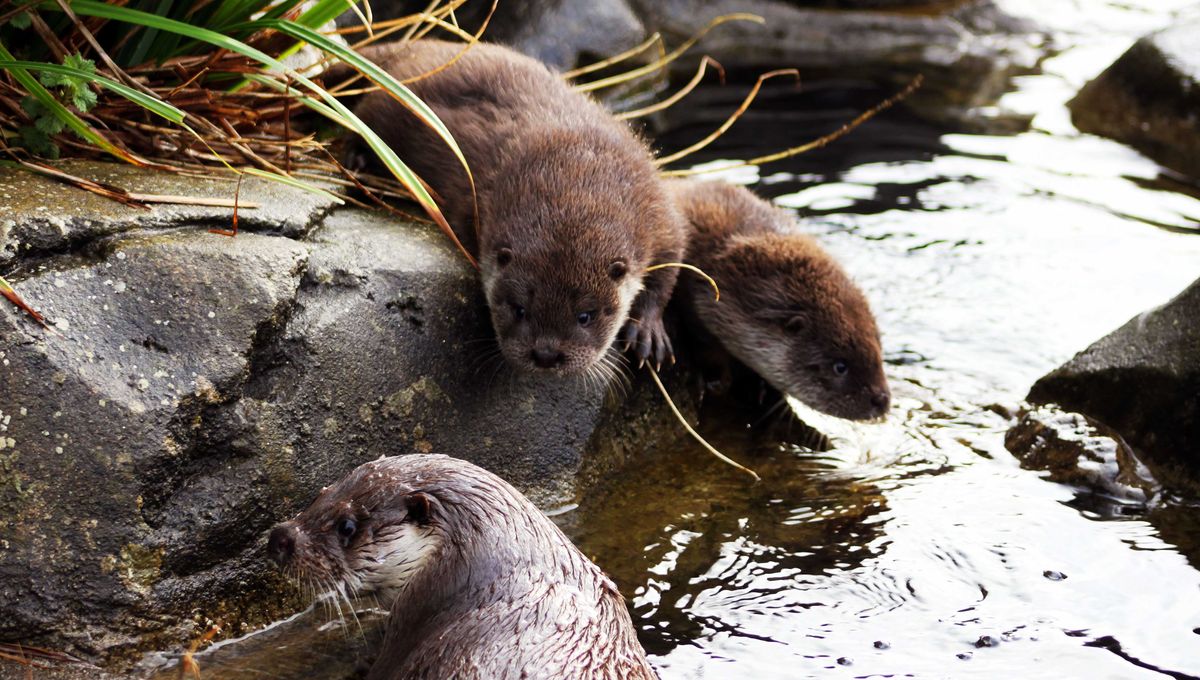 Choisissez Le Prenom Des Deux Bebes Loutres D Oceanopolis A Brest