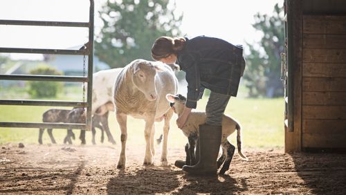 Clémence reprend la ferme