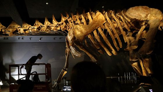 Séance de néttoyage du titanosaur, Patagotitan mayorum du Museum d'Histoire Naturelle de New York ©Maxppp - Peter Foley