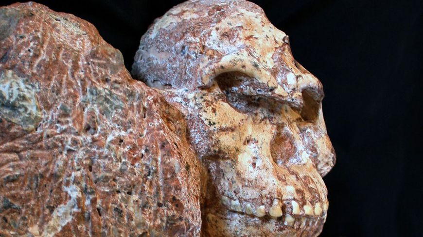 Little foot, contemporain de Lucy