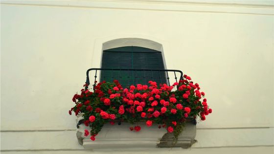 Géranium rouge sur un balcon à Vejer de la Frontera près de Cadiz (Espagne) ©Getty - Blanchi Costela