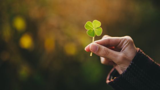 Nous avons une chance sur 10 000 de tomber sur un trèfle à quatre folioles