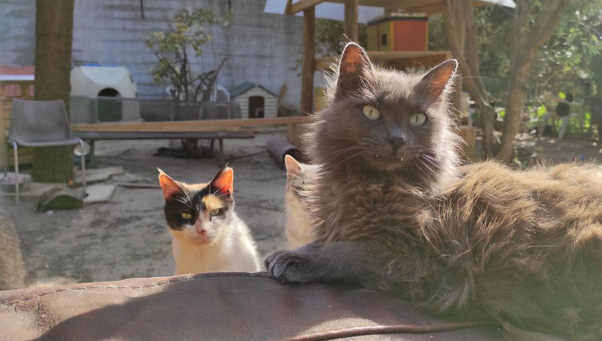 La Spa De Marseille Mandatee Pour Steriliser 5 000 Chats Errants Dans La Ville