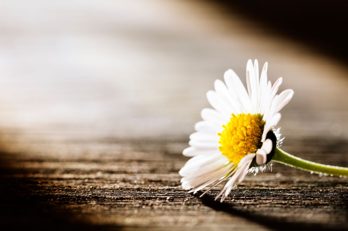 Reflexions Philosophiques Sur Le Reconfort Suite A Un Deuil