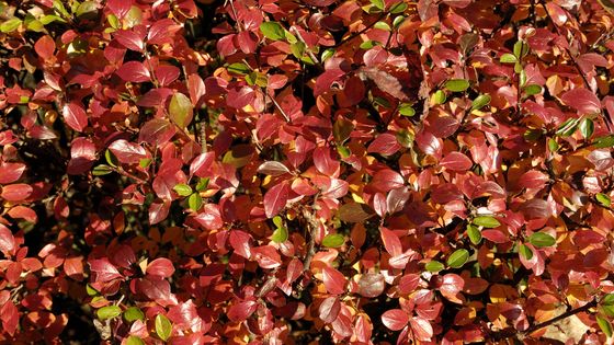 cotonéaster de Franchet ©AFP
