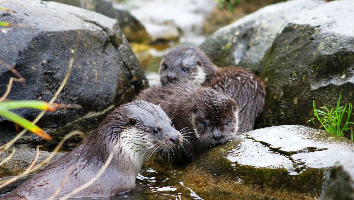 Brest Les Deux Loutrons Nes A Oceanpolis Ont Desormais Un Nom