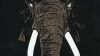 Don’t Buy Ivory Anymore, The Music of Henri Texier