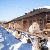 Elevage de renards et de chiens viverrins pour les fourrures dans la province de Heilongjiang, en Chine. Des élevages de chiens qu'évoque Didier Sicard dans cet entretien.