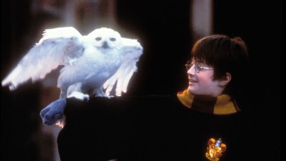 Harry Potter (Daniel Radcliffe) et Hedwige, sa chouette bienveillante. - Peter Mountain/WireImage