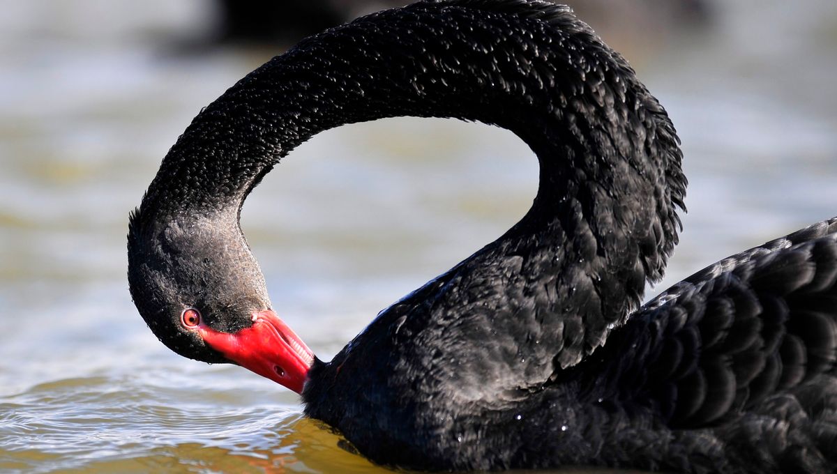 Disparu Depuis Une Semaine Le Cygne Noir D Ales A Ete Retrouve Mort