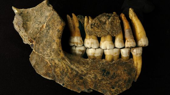 image d'une mâchoire maxillaire et mandibulaire d'un néandertalien décédé dans la grotte de Spy. ©AFP - Patrick Semal © RBINS/HANDOUT