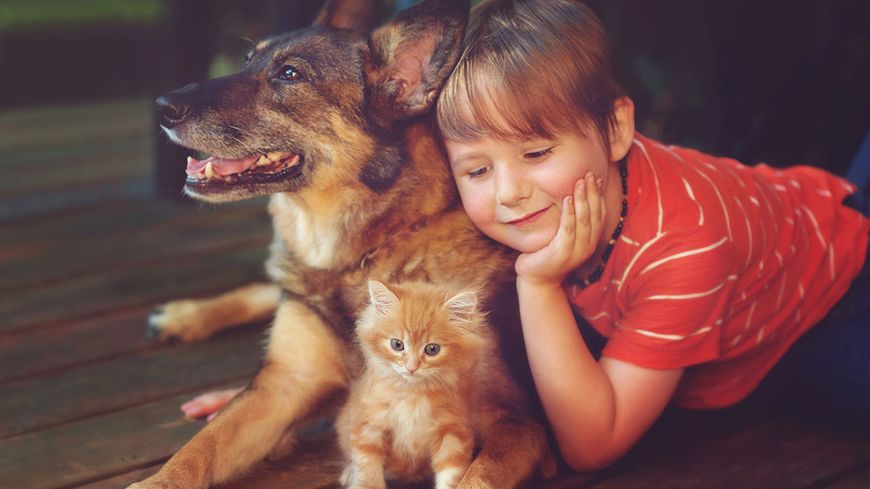 Chiens, chats, et humains: qui domestique qui ?