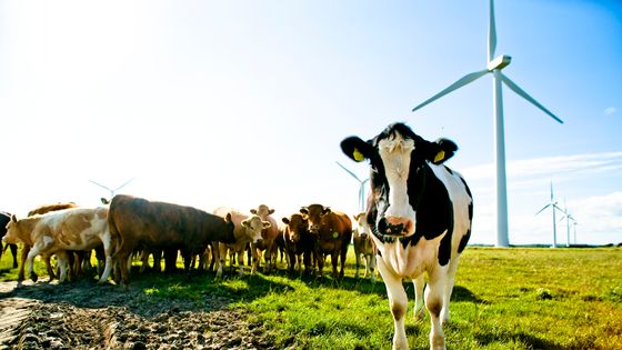 L'économie de la condition animale ©Getty - Dave G Kelly