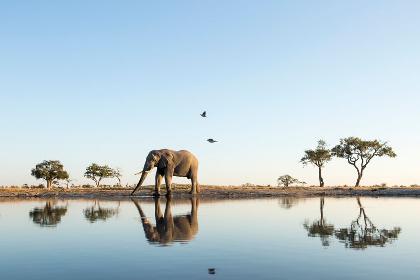 Pourquoi Les Elephants D Afrique Sont Ils Menaces D Extinction
