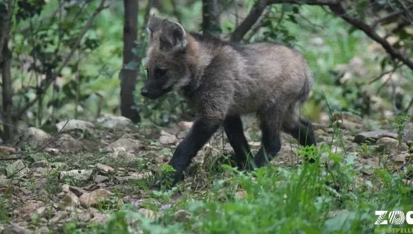 Video Deux Bebes Loups A Criniere Sont Nes Au Zoo Du Lunaret A Montpellier