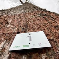 Huit chênes de la forêt de Bercé ont été marqués le 5 mars avant d'être abattus : ces arbres bicentenaires seront utilisés pour le tabouret de la future flèche de Notre Dame ; ici, le chêne numéro un.