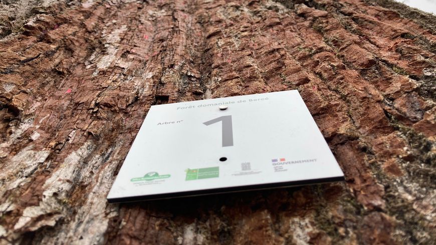Huit chênes de la forêt de Bercé ont été marqués le 5 mars avant d'être abattus : ces arbres bicentenaires seront utilisés pour le tabouret de la future flèche de Notre Dame ; ici, le chêne numéro un.
