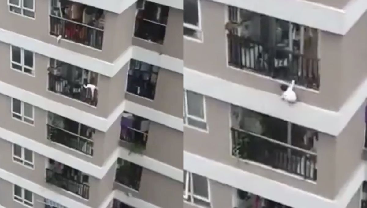 Il Sauve Un Bebe D Une Chute Mortelle De 12 Etages