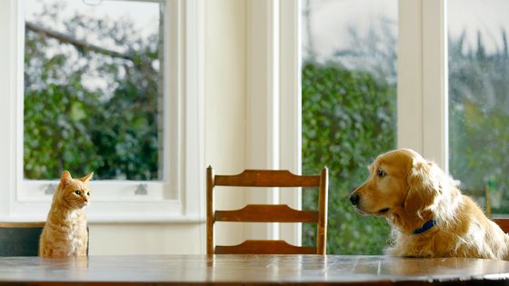 Une prépbublication fait état d'une contamination de chats et de chiens par le variant britannique du SARS-CoV-2 ©Getty - Janie Airey