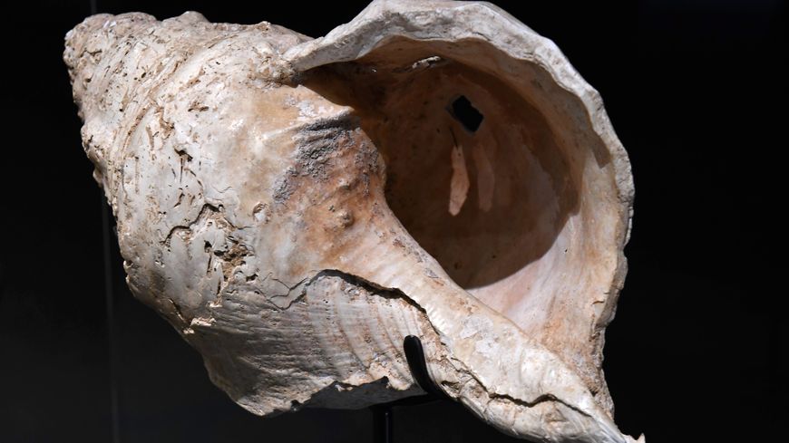 Ce coquillage vieux de 18 000 ans a été taillé pour produire des notes de musique