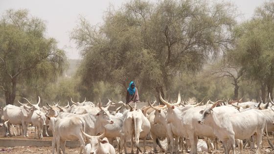 Le nord Sénégal, là où commence la grande muraille verte ©Radio France - Nathanael Charbonnier