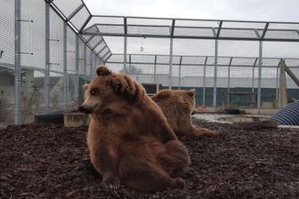 Les propriétaires de cirque devront se séparer de leurs animaux sauvages d’ici 5 à 8 ans, pour les laisser passer le reste de leur vie dans des refuges, comme ici celui de la Tanière, près de Chartres. Les propriétaires de cirque devront se séparer de leurs animaux sauvages d’ici 5 à 8 ans, pour les laisser passer le reste de leur vie dans des refuges, comme ici celui de la Tanière, près de Chartres.