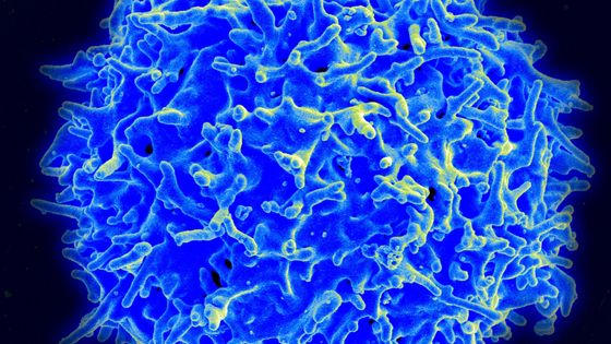 Le système immunitaire est la clef de voûte de notre survie ©Getty - IMAGE POINT FR/NIH/NIAID/BSIP/Universal Images Group