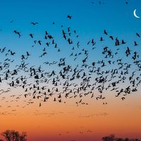 Les oiseaux migrateurs