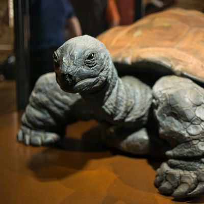 Kiki, la tortue géante, est décédée en 2009 à l'âge présumée de 146 ans