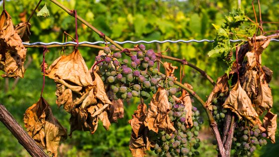 Les maladies de la vigne, des Etats-unis jusqu'en France ©Getty - David Chapman / Design Pics